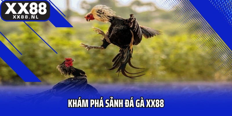 Khám phá sảnh đá gà XX88